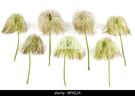 Seedheads on clematis tangutica Bill Macenzie Stock Photo