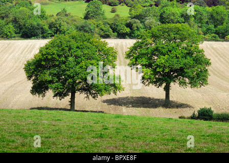 Two oak trees in field Stock Photo