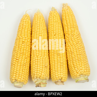 Four corn cobs isolated over white background Stock Photo
