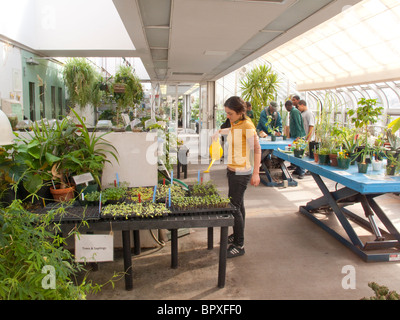 Brooklyn Botanic Garden employee gardener watering plants Stock Photo