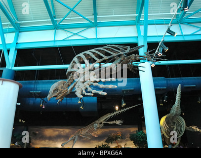 Ripley's Aquarium of the Smokies Gatlinburg Tennessee Stock Photo