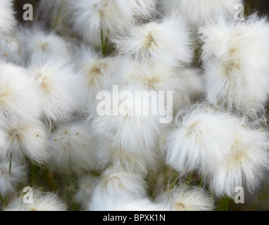 Marsh plants - cotton grass (Eryophorum). Fruits close-up. Stock Photo