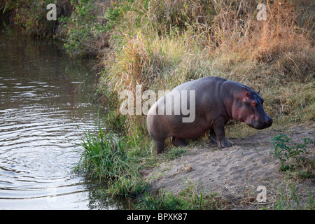 Hippopotamus (Hippopotamus amphibius) going out of the water, Serengeti National Park, Tanzania Stock Photo