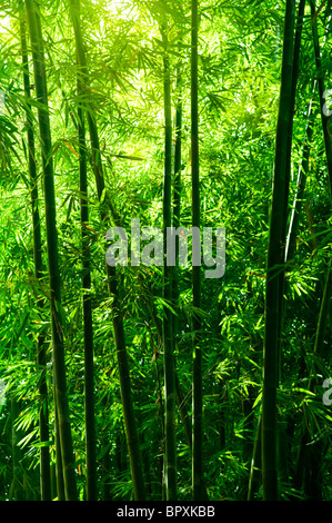 Landscape of bamboo tree in tropical rain forest, Malaysia Stock Photo