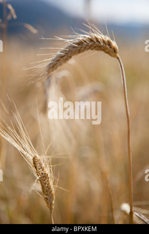 close up of wheat in field Stock Photo