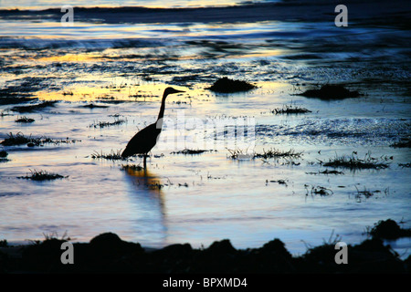 Great blue heron (Ardea herodias) stalks the shallow low-tide area on Oregon's coast of the Pacific Ocean, searching for supper Stock Photo