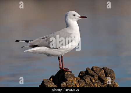 A Hartlaubs gull (Larus hartlaubii) perched on a rock, South Africa Stock Photo