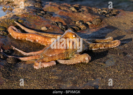 An octopus (Octopus vulgaris) on coastal rocks, South Africa Stock Photo