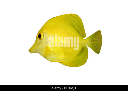 Yellow Tang (Zebrasoma flavescens) isolated on a white background Stock Photo