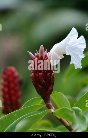 Crepe Ginger (Costus speciosus) plant (often used in herbal medicine) growing wild on the island of Praslin in the Seychelles Stock Photo