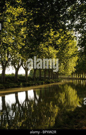 Plane trees line the Canal du Midi at Argeliers in the Languedoc Roussillon region of southern France Stock Photo