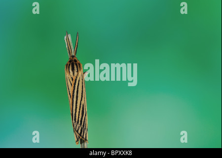 Feathered Footman (Coscinia striata - Spiris striata) - male on a stem - Vaucluse - Provence - France Stock Photo
