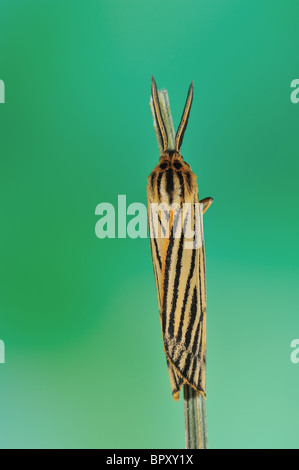 Feathered Footman (Coscinia striata - Spiris striata) - male on a stem - Vaucluse - Provence - France Stock Photo