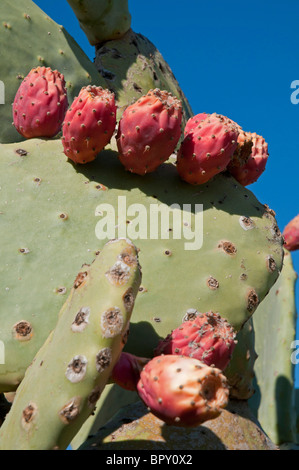 Prickly pear cactus, opuntia Stock Photo