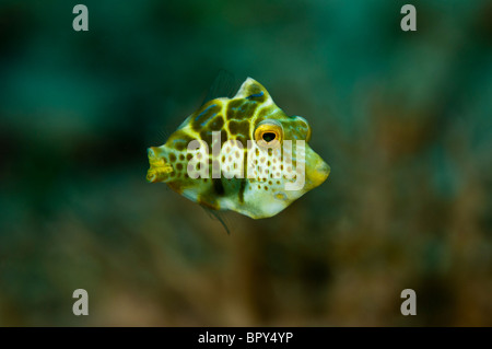 Juvenile mimic filefish, Yapen, West Papua, Indonesia.