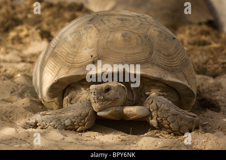 African Spurred tortoise (Geochelone sulcata), Réserve de Faune de Guembeul , Senegal Stock Photo