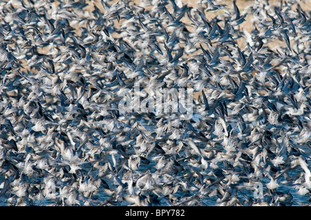 This flock of Knot (Calidris canutus) lifted off in a Dread as a Sparrowhawk dropped amongst them at Snettisham. Stock Photo