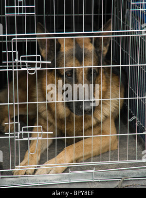 German shepherd sitting in a car cage. Stock Photo