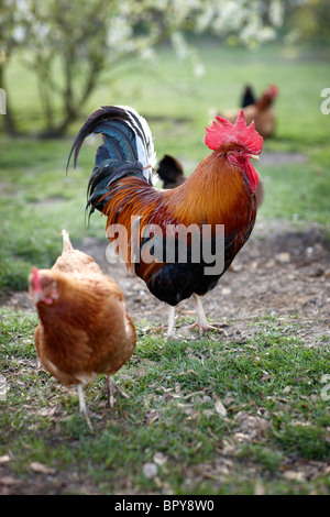 Chickens free-range free range countryside happy Stock Photo