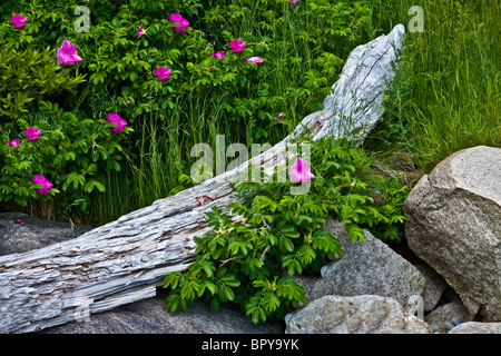 Close up driftwood and wild roses in Acadia National Park, Maine, USA, United States, scenic New England US Stock Photo