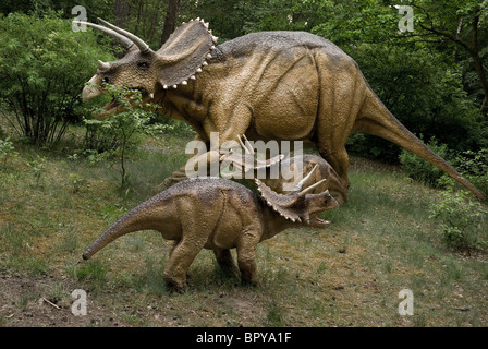 Dinosaur - two dinosaurs Zuniceratops in natural environment Stock Photo