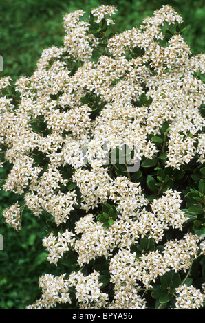 Olearia x haastii, Daisy Bush, white flower flowers garden plant plants Stock Photo