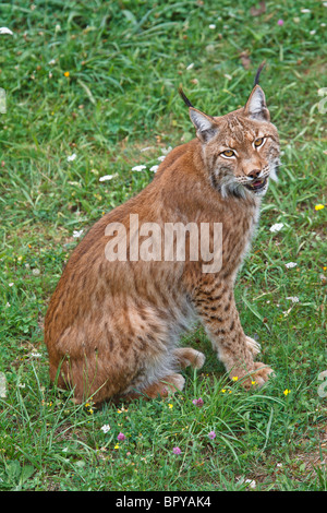 Lynx pardinus in a wild life park Stock Photo