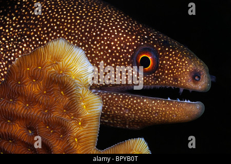 Goldentail moray ( Gymnothorax miliaris), Bonaire Stock Photo