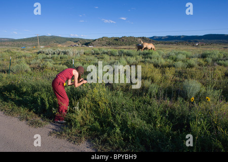 woman taking a picture of a butterfly in a field, with horse in background, southern Colorado, summer Stock Photo