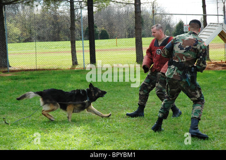 A german shepherd dog attacking a suspect running away at a scene as a ...