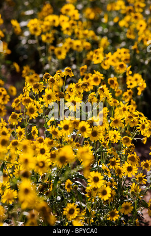 Ranch pasture full of wild sunflowers along the Collegiate Peaks Range, Chaffee County, Colorado, USA Stock Photo