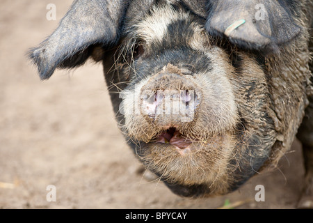 Muddy pig close up Stock Photo