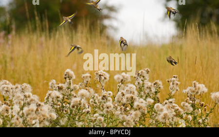 Small flock of Gold Finches feeding off thistle seeds Stock Photo