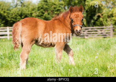 A 'Shetland pony' chestnut coloured foal in a grass field Stock Photo