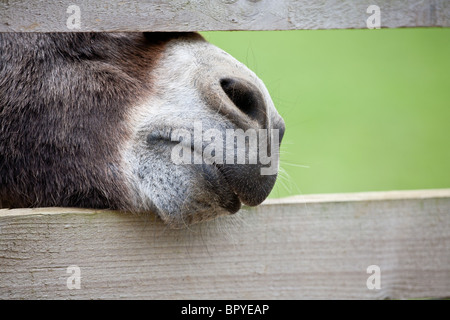 'Hey there!- Check out my nose!' Stock Photo