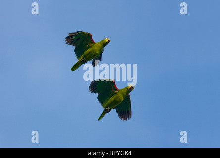 MEALY AMAZON PARROT (Amazona farinosa) pair in flight, Botanical gardens, Georgetown, Guyana. Stock Photo