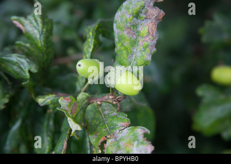 Green acorns growing on a oak tree Hampshire England United, Kingdom. Stock Photo