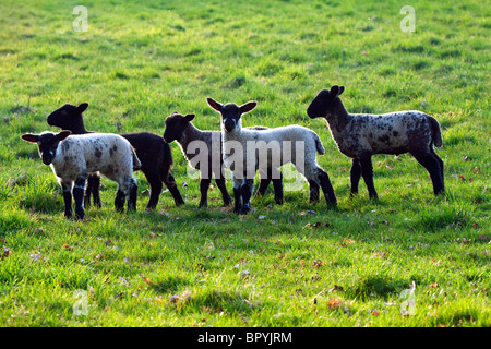 Five young lambs standing together in a field Stock Photo