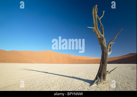 Lone dead tree stands in the Dead vlei Stock Photo