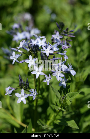 Eastern Bluestar, Amsonia tabernaemontana var salicifolia, Apocynaceae, North America Stock Photo