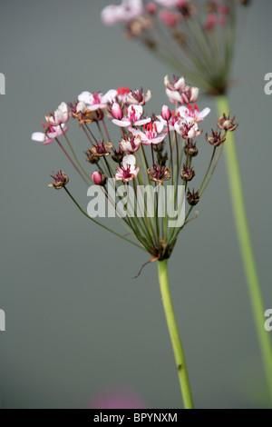 Flowering Rush, Butomus umbellatus, Butomaceae. Stock Photo