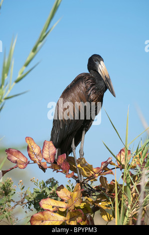 African openbill (Anastomus lamelligerus), Liwonde National Park, Malawi Stock Photo