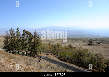 Elevated view of cattle and sheep grazing land near Waimea (aka Kamuela), Big Island, Hawaii USA Stock Photo