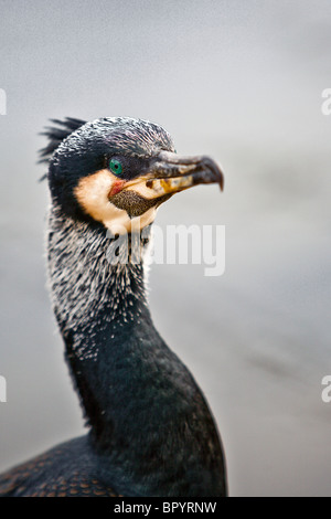 Great Cormorant head and neck Stock Photo