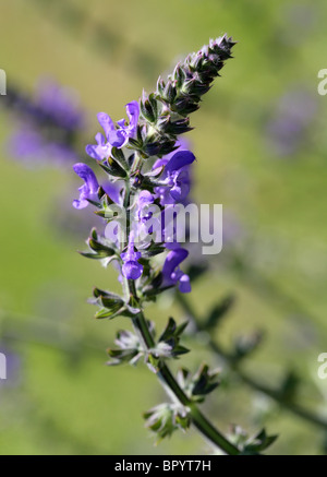 Wild Clary or Wild Sage, Salvia verbenaca, Lamiaceae Stock Photo
