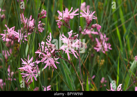 Ragged Robin Flower -  Lychnis flos-cuculi Stock Photo