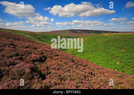 Heather on Jarvis Clough, Bamford Moor and distant Derwent Edge, Derbyshire, Peak District National Park, England, UK. Stock Photo