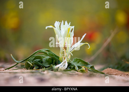 Closeup on a blooming flower in the Western Negev Stock Photo