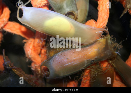 mermaids purses the egg case of a lesser spotted dogfish scyliorhinus bpyy7m
