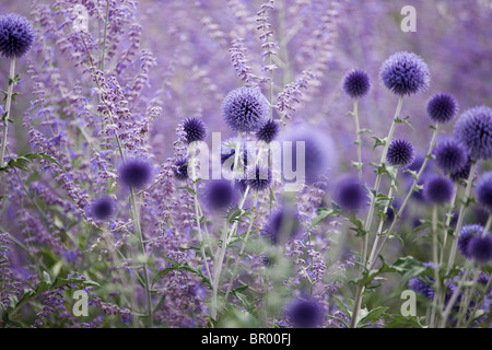 Purple globe thistles and lavender Stock Photo